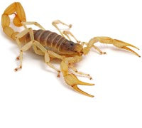Scorpion with babies on its back glowing in Arizona
