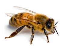 Bee Exterminator Chandler AZ
