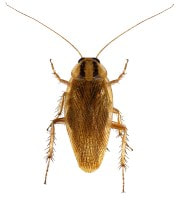 Roach Exterminator Queen Creek AZ