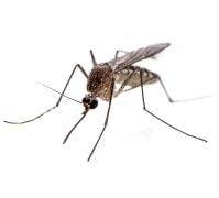 Gilbert Mosquito Exterminator AZ