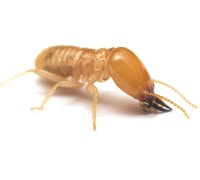 Termite Exterminator Mesa AZ